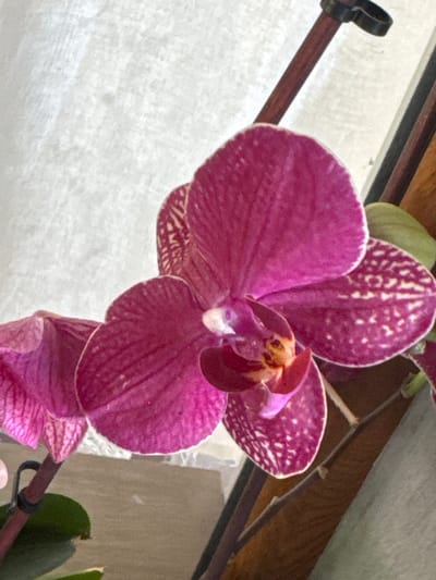 The image shows a close-up of a vibrant pink orchid with intricate white spotting on its petals. The orchid is in bloom, with its delicate petals unfurling. The background is softly blurred, suggesting a shallow depth of field, and appears to be a textured wall in a light color, possibly off-white or beige. A thin, dark stem extends upwards from the bottom left, attached to the flower by a black clip. The lighting appears to be natural, casting soft shadows and highlighting the textures of the orchid. The scene is static and peaceful, focusing entirely on the beauty of the flower. There is no indication of location within the city of Veselina, Bulgaria.