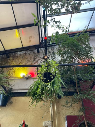 Captured from a low angle, the image reveals a vibrant indoor garden. Green foliage cascades from hanging baskets, creating a lush canopy. A network of black metal framework supports the greenery. Illuminated panels diffuse light, casting colorful hues on the surrounding surfaces. Wall-mounted electrical outlets and pipes add a touch of industrial charm to the verdant scene.