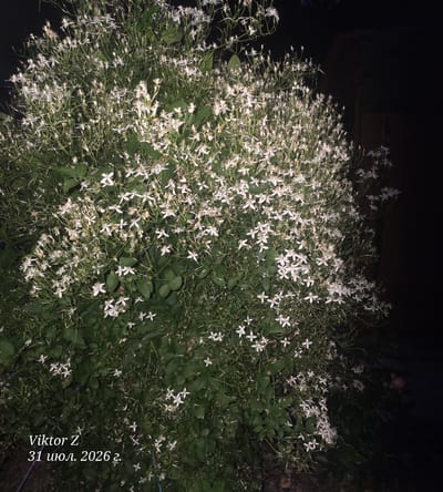 The image depicts a dense bush of small white flowers, possibly clematis, illuminated by artificial light at night. The foliage is dark green and luxuriant, with delicate, star-shaped white flowers scattered throughout. The background is predominantly dark, suggesting an outdoor setting at night. To the lower left corner of the image, there is white text that reads "Viktor Z" followed by "31 июля. 2026 г.", which translates to "July 31, 2026". This text indicates the date the photograph was taken. The provided location, Šveicarai, Lithuania, is not visually represented within the image itself, but is contextual information related to the photograph.