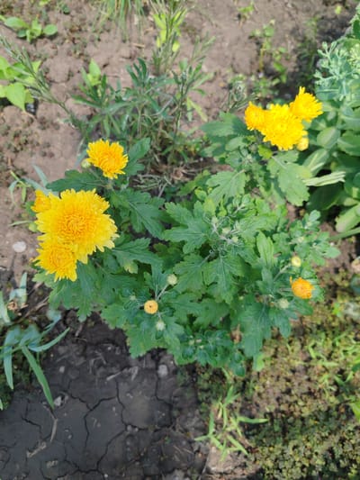 This is a close-up, eye-level shot of a plant with multiple bright yellow chrysanthemum flowers and green foliage. The flowers are in various stages of bloom, with some fully open and others as buds. The plant is growing in dry, cracked soil, with other green plants and vegetation visible in the background. The scene appears to be outdoors in natural lighting, likely during the daytime. The overall impression is one of a garden setting in a rural or natural environment, possibly in Loris, Russia, given the context. There is no visible text in the image.