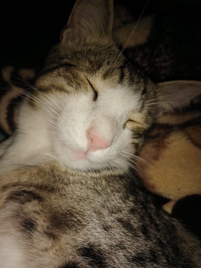 The image shows a close-up of a tabby cat sleeping. The cat's eyes are closed, and its pink nose is visible. Its fur is a mix of brown, gray, and white. The cat appears to be resting on a soft surface, possibly a blanket or a bed. The background is dark and blurred, with some suggestion of a patterned fabric. There is no indication of a specific location in Yangiyer, Uzbekistan, as the image is focused solely on the sleeping cat.
