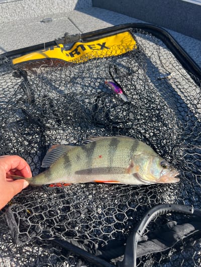 A hand is holding a fish that is lying on a black fishing net. The fish is light green with dark vertical stripes and an orange fin. There are also small red spots on its body. A purple and pink fishing lure is visible in the net, as well as part of a yellow and black object that appears to be a boat accessory. The background consists of the textured surface of a boat. The image is taken outdoors in bright sunlight. The location is the city of Novopichugovo, Russia.