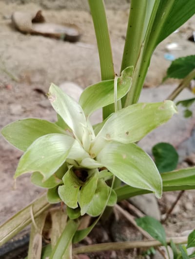 In Meunasahara, Indonesia, a close-up shot focuses on a light green flower with layered petals, likely a young turmeric flower bud. The bloom is situated among thick green stalks and leaves, some of which show small, scattered holes or blemishes, hinting at insect activity or minor damage. In the blurred background, a sandy or dirt-like ground surface is visible, with scattered stones and dried plant debris. A portion of a light-colored object, possibly a shoe or sandal, is also faintly discernible in the upper left background, adding a touch of human presence to the natural scene.