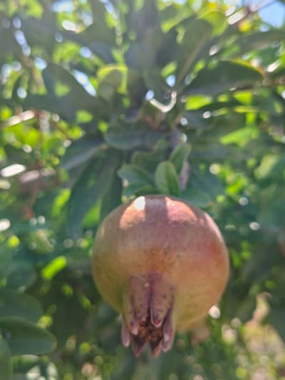 The image shows a close-up of a single pomegranate hanging from a tree branch. The pomegranate is round and plump, with a light brown and reddish-pink rind. It is positioned in the lower-middle section of the frame, with its stem pointing upwards. The background is a blur of green leaves and sunlight, suggesting an outdoor setting. The overall lighting is bright, with some areas of dappled sunlight creating bokeh effects. There are no people or any other discernible objects or actions in the image. The image does not provide any specific information to ascertain its location within Granja De Rocamora, Spain.