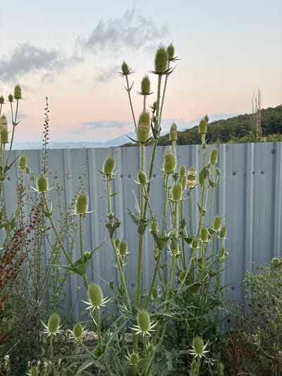 This is a medium-shot, vertical, eye-level photograph taken in Patara Bekami, Georgia, depicting a patch of mature teasel plants with their characteristic spiky seed heads. The plants are in the foreground, with their tall, green stalks and prickly flower heads dominating the frame. The seed heads are a vibrant green and are in various stages of development, some appearing more mature and elongated than others.

Behind the teasels, a corrugated metal fence runs horizontally across the middle ground, its vertical ridges creating a textured backdrop. The fence is a muted gray color. Beyond the fence, a gentle slope of trees, mostly green foliage, forms the background. The sky above is a soft blend of colors, with hints of pale pink and peach near the horizon, transitioning to a light gray with scattered clouds higher up. In the far distance, faint outlines of mountains are visible.

No people are present in the image, and there are no apparent actions or interactions taking place. The environment appears to be a rural or semi-rural setting, possibly a garden or the edge of a field, adjacent to a fence. The lighting suggests it is either early morning or late evening, with a soft, diffused light. The focus is sharp on the teasel plants in the foreground, with the background elements progressively softening.