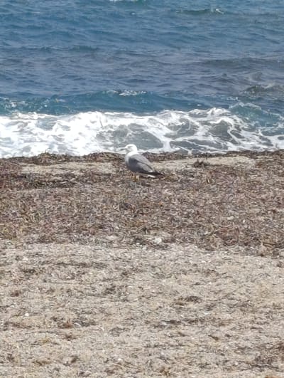 A solitary seagull stands on a pebble and seaweed-covered beach, facing right. The choppy, blue sea with white waves is behind it. The image does not provide information about a specific location in Águilas, Spain.