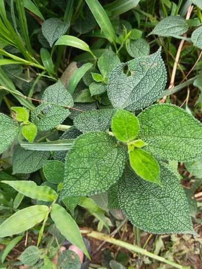A patch of green plants with textured leaves dominates the frame. The leaves are predominantly green with a distinctive puckered texture. Tall blades of grass intermingle with the broader leaves. A glimpse of a human foot and footwear is visible in the lower left corner. The ground beneath is a mix of brown soil and scattered plant debris. The image suggests a ground-level perspective within a garden or natural setting.