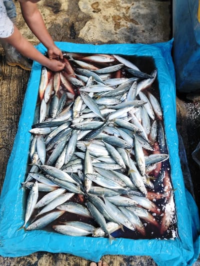 The image depicts an overhead view of a blue tarp-lined container filled with fish and reddish-brown liquid, likely at a market or processing area in Tuha Gp Gajah, Indonesia. Approximately two hundred small to medium-sized fish, primarily silver-grey with some reddish-pink specimens, are densely packed within the container. A person's bare hands, visible at the top-left, are submerged in the liquid, sifting through or handling the fish. The individual wears a patterned long-sleeved shirt and dark rubber boots, partially visible. The container rests on a wet, mottled grey concrete or stone floor.