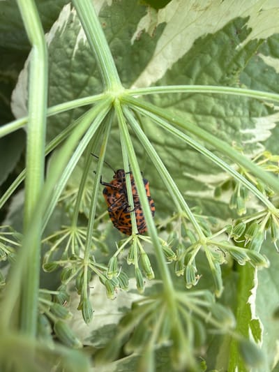 A close-up, shallow-depth-of-field shot captures an orange and black insect on a plant. The insect, which appears to be a type of true bug, is positioned on a green stem with radial segments. Its body is segmented and patterned with irregular black markings on a bright orange background. Several delicate, pale green plant structures, possibly developing seed pods or flower buds, radiate outwards from the central stem. The background consists of blurred green and white variegated leaves, suggesting a garden or natural setting. The lighting is soft, indicating it might be overcast or taken in shade. The image is focused on the insect and the immediate plant it is on, with the rest of the scene out of focus.