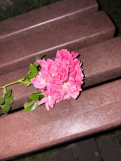 A bouquet of bright pink roses with green leaves rests on a dark brown, textured park bench. The bench appears to be made of composite material, with visible lines indicating its construction. The roses are in various stages of bloom, with some fully open and others still tightly budded. The lighting suggests it is nighttime or a dimly lit area. The background is dark and out of focus, with hints of green foliage. The scene is set outdoors, likely in a park or public space within Osterode am Harz, Germany. There are no people or animals present in the image.