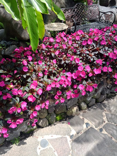 The image shows a detailed view of a flowerbed planted with vibrant pink impatiens flowers. The flowers are densely packed and spill over a low retaining wall constructed from rounded river stones. Behind the flowers, a dark metal bench with intricate floral designs and a small round table with a textured surface are visible. Large, glossy green leaves hang from the upper left of the frame, casting shadows. The ground in front of the flowerbed is paved with irregular flagstones, interspersed with small pebbles and grout. The overall scene depicts an outdoor garden setting, likely a public space or private garden, with elements of decorative landscaping and seating. The location is identified as Laugumba, Indonesia.