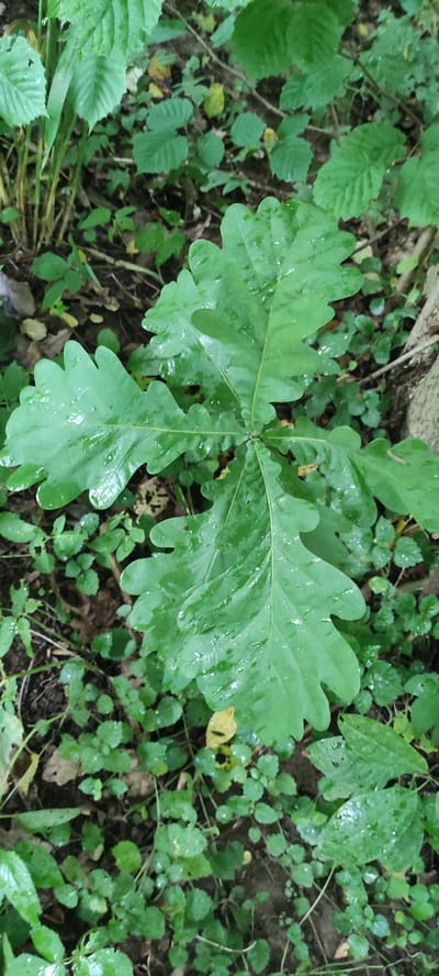 The image displays a close-up, eye-level view of a young oak sapling surrounded by lush green foliage and damp ground. The sapling's leaves are a vibrant green and appear wet, with water droplets visible on their surfaces, suggesting recent rainfall or dew. The leaves have the characteristic lobed shape of oak leaves. The surrounding undergrowth consists of smaller, rounded leaves and stems, also appearing damp. The ground is covered with a mix of soil, fallen leaves, and other plant debris. A rough, textured surface, possibly a tree trunk or branch, is visible on the right side of the frame. The lighting is soft and diffused, indicative of an overcast day or a shaded environment. The overall impression is one of a natural, damp forest floor in the city of Angelovo, Russia. There are no people or discernible actions depicted in the scene.