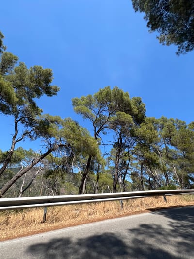 The image depicts a scenic view of trees and a road in Mattinata, Italy. The foreground features an asphalt road with shadows of trees cast upon it, suggesting a sunny day. A metal guardrail runs along the side of the road, separating it from a dry, grassy embankment. Behind the guardrail, a dense cluster of pine trees with green foliage dominates the midground. The trees are tall and appear to be leaning slightly, their branches reaching towards the clear blue sky. In the background, a hilly landscape can be seen, sparsely covered with more trees and vegetation. The sky is a vibrant, cloudless blue, characteristic of a Mediterranean climate. There are no people or animals visible in the image. The overall impression is one of a natural, roadside environment in a Mediterranean coastal town.