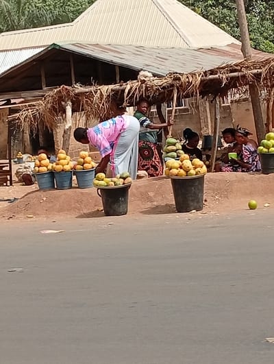 The image depicts an outdoor fruit market scene situated along a paved road in Peyer, Nigeria, under daylight conditions. In the foreground, a grey asphalt road is visible. On the immediate right, two black plastic buckets brimming with yellow and green fruits are positioned, alongside a single green fruit resting on the asphalt surface.
The midground is dominated by a market stall constructed with wooden poles and a roof made of dried foliage. Six individuals, primarily women, are present within and around the stall. A woman wearing a pink and white top and a light grey skirt is bent forward, attending to four blue plastic buckets filled with yellow fruits, which are arranged on the reddish-brown earth beneath the stall. To her right, another woman, dressed in a striped top and patterned skirt, stands upright behind a display of green fruits. Further back and to the right, three women are seated on the ground; one in a dark top, and two in patterned dresses, engaged in apparent conversation or rest. One seated woman holds a green cup. A partially obscured individual is seated to the far left.
The market stall features various fruit displays, including multiple piles of yellow fruits in blue buckets and on ground-level trays, and green fruits in black buckets and a large black bin.
The background includes two buildings with corrugated metal roofs, one conical and one gabled, partially obscured by dense green foliage and trees.