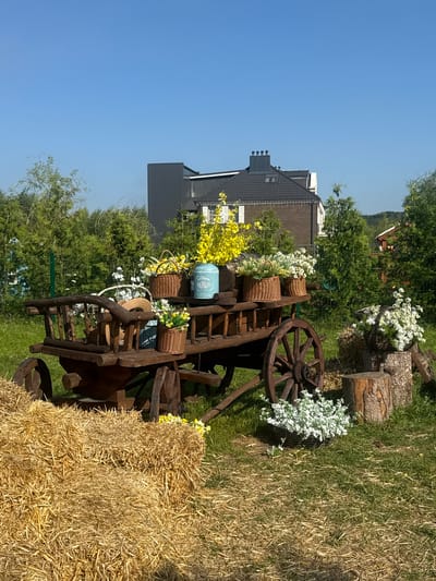 This is a medium shot, eye-level, exterior photograph of a rustic wooden cart laden with flowers and decorative items, situated outdoors on a sunny day with a clear blue sky. The cart is the central focus, appearing to be part of a garden or event decoration. It is made of dark, weathered wood and has large spoked wheels. The cart is filled with various baskets containing white and yellow flowers, as well as a light blue vintage-style canister. Behind the cart, a dense line of green trees forms the background. Two houses with dark roofs are visible above the trees, suggesting a suburban or rural setting. To the left of the cart, several bales of straw are stacked. To the right, tree stumps are used as pedestals for more baskets of flowers. The ground is covered in green grass and scattered straw. The scene is peaceful and appears to be a staged display.