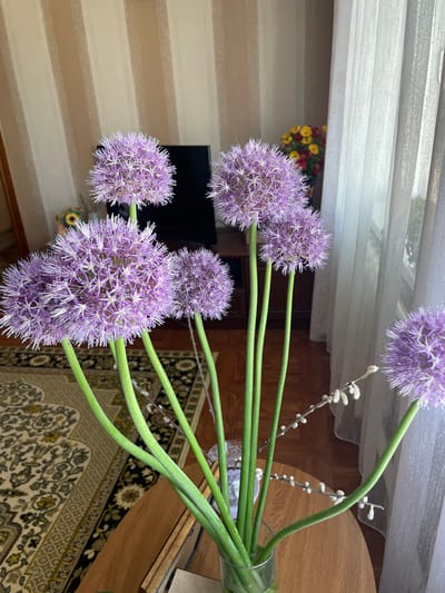 This media file, captured in Chulym, Russia, presents a vibrant floral arrangement in an indoor setting. The main subjects are several large, spherical purple allium flowers, characterized by their dense clusters of star-shaped florets and prominent white anthers. Each flower sits atop a long, thick green stem. These stems are gathered in a clear glass vase, which is partially visible at the bottom right. Interspersed within the arrangement are delicate branches of pussy willow, distinguished by their soft, fuzzy, light-colored catkins.
The background reveals a homely interior. To the left, there's a wall featuring a striped pattern, possibly wallpaper or blinds, with alternating horizontal bands of light beige and off-white. Against this wall, a dark, rectangular screen, likely a television, is partially visible. Further back, peeking from behind the blinds, is a small bouquet of red and yellow flowers, suggesting another decorative element or an adjacent space.
To the right of the floral arrangement, a smooth, wooden table or furniture surface is present. Below this, an ornate patterned rug covers the floor. The rug showcases intricate floral and geometric designs in shades of beige, black, and gold/yellow. The overall lighting suggests an indoor scene, likely during the day, creating a calm and decorated atmosphere. There are no people visible, and no specific activity is taking place beyond the display of the flowers. No visible text is present in the image.