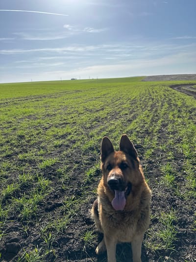 The image depicts a German Shepherd dog sitting in a field in Krumovo Gradishte, Bulgaria, under bright daylight. The dog, a brown and black German Shepherd, is positioned centrally in the lower frame, facing forward with its mouth open and a pink tongue extended, indicating panting. Its ears are erect. The foreground and midground consist of a cultivated field with rows of young, green crops sparsely growing in dark, exposed soil. To the far right, a faint, dark curved track is visible in the soil. The background shows a broad, undulating green landscape of fields extending to a distant horizon. Several thin, dark vertical structures, possibly utility poles, are faintly discernible on the horizon line. A white structure, possibly a building or vehicle, is also visible further left on the horizon. The sky is bright blue with faint white cloud streaks and a prominent white contrail from an aircraft in the upper left quadrant. The sun is visible as a bright glare in the upper left, casting distinct shadows and highlighting the dog's fur.