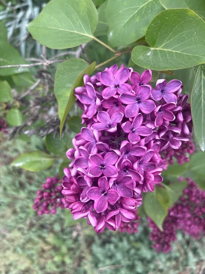 A close-up, eye-level shot captures a vibrant cluster of deep purple lilac flowers, positioned centrally in the frame. The main cluster is in sharp focus, revealing the intricate details of its numerous small, four-petaled florets, some exhibiting a darker hue towards their centers.
Surrounding the focal flower cluster are several broad, green leaves belonging to the same lilac bush. Some leaves show visible veins and slight surface texture, with a few small, light-colored specks appearing on their surfaces, possibly dust or natural markings.
In the background, additional clusters of purple lilac flowers are visible, along with more green foliage. These background elements are softly blurred, creating a shallow depth of field that emphasizes the main subject. The overall setting is natural and appears to be outdoors.
No specific activity is taking place; it is a still nature photograph. The lighting suggests daytime, with a soft, diffused quality. There are no people or visible text in the image. The scene is set in Kizlyar, Russia.