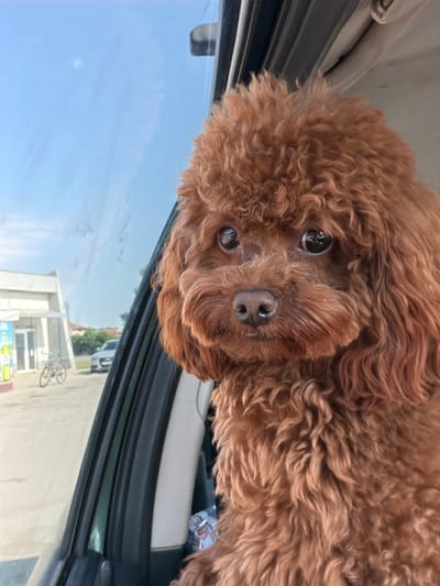 A close-up shot shows the face of a small, fluffy, reddish-brown poodle looking directly at the camera. The dog is positioned in the front passenger seat of a car, with its head resting against the car's interior and its face peeking out the open window. The dog's fur is curly and appears soft. Its dark, expressive eyes are visible, and its wet nose is prominent. The background outside the car window shows a bright blue sky with some wispy clouds. Below the sky, there are buildings and trees, suggesting an outdoor, possibly urban or suburban, setting. A bicycle is visible leaning against a building in the distance. The lighting indicates it is daytime, likely sunny. The overall impression is of a dog enjoying a car ride on a pleasant day. There is no visible text in the image.