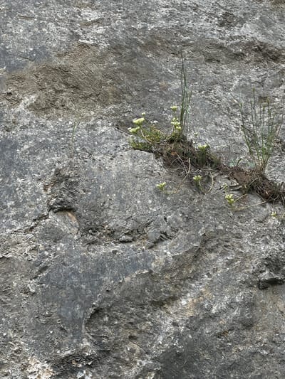 This is a close-up, eye-level, medium shot of a rock face with vegetation growing from a fissure. The rock is gray and textured, with lighter-colored mineral deposits visible on its surface. A thin crack runs diagonally through the upper half of the frame, from the top left corner down towards the center. Along this crack and spilling down the rock face are several small clusters of green grass and delicate plants with tiny white flowers. The plants appear to be adapted to growing in rocky, arid environments. The lighting suggests it is daytime, with the sun casting shadows that highlight the texture of the rock. The scene is natural and rugged, likely an outdoor environment. There is no visible text. The location is Prijepolje Municipality, Serbia.