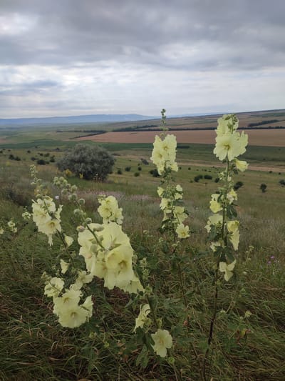 The image depicts a natural landscape featuring several tall stalks of pale yellow hollyhock flowers in the foreground, some in bloom and others with buds. The flowers are set against a backdrop of rolling hills and agricultural fields under a cloudy sky. In the mid-ground, a large, rounded green tree stands prominently on the hillside. The overall scene is one of a rural or semi-rural environment, likely Filimonovskaya, Russia, given the context. There are no people or specific human activities visible in the frame. The environment appears to be a grassy hillside with scattered vegetation and cultivated fields extending into the distance.