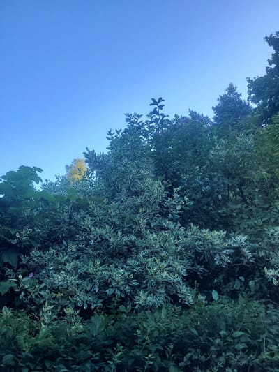 The image shows a dense canopy of green foliage against a clear, bright blue sky. The trees and bushes are lush and varied in texture and color. In the foreground, there is a thick growth of dark green leaves, with some lighter, variegated leaves showing through in the midground. Towards the top of the frame, the foliage thins out, revealing more of the sky. A single tree with yellowing leaves is visible in the distance, peeking through the green canopy. The lighting suggests it is daytime, possibly late afternoon or early morning, given the soft quality of the light. The scene appears to be in a natural setting, likely a park or a densely vegetated area within a city. There are no people or animals visible in the image. The location in Gävle, Sweden is not discernible from the visual elements alone.