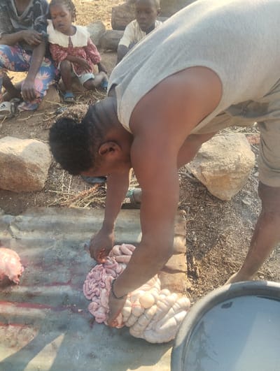 An individual is cleaning animal intestines on a large sheet, with a tub nearby. The person wears a grey shirt and shorts. Three children are seated in the background, observing the activity. The setting appears to be outdoors in a rural area with dry vegetation and rocks visible in the background.