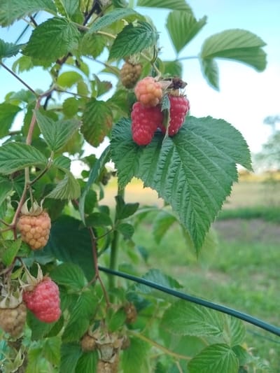 The image displays a close-up view of a raspberry bush laden with ripe and unripe berries, set against a backdrop of a slightly overcast sky and a blurred green field. The raspberries are primarily red and a lighter, yellowish-orange hue, with some still in their immature, greenish-white stage. The leaves of the bush are a vibrant green, showing intricate veination. A thin green wire, likely a support for the plant, runs diagonally across the lower portion of the frame. The scene is natural and appears to be outdoors, likely in a garden or agricultural setting. The location of MZ Petrov Gaj, Bosnia and Herzegovina, is not discernible from the visual information presented in the image. There are no people or discernible actions taking place within the frame.