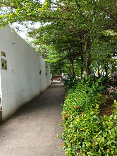 The image captures a shaded outdoor pathway, likely a public walk or garden path, characterized by lush greenery and a white wall. The perspective is looking down the path, which recedes into the distance.
On the left, a long, tall white wall runs parallel to the path. The wall appears to be made of concrete or stucco, showing some faint dirt or stains, particularly near its base. Mounted on this wall are several dark, ornate fixtures spaced along its length, possibly decorative lights or water spouts, given their shape. Near the foreground on the wall, there is a prominent yellow rectangular sign with the letters "WC" in bold black text, indicating a public restroom. Above this "WC" sign, a smaller black square sign with a yellow icon is visible, though the icon's details are not clear.
To the right of the path, a dense expanse of greenery forms a natural border. In the immediate foreground, a well-maintained hedge or line of bushes with vibrant green leaves and small red or orange flowers lines the edge of the path. Behind these bushes, larger plants with broad green leaves are visible, and further back, numerous tall trees with extensive canopies provide significant shade over the path and surrounding area. The trees have slender trunks and branches that spread wide, covered in countless small green leaves, creating a tunnel-like effect overhead. The ground beneath the trees on the right appears to be dark earth or mulch.
The pathway itself is paved with rectangular grey tiles or pavers, some of which show signs of wear or discoloration. Shadows are cast across the path from the wall and the overhead foliage, indicating bright daylight filtering through the canopy.
In the mid-ground and distance along the path, several people are visible. One individual in a light-colored shirt is walking away from the camera. Further down, near the end of the visible path, other figures can be vaguely discerned, one of whom appears to be seated or standing near the wall. A small white animal, possibly a dog or cat, is also faintly visible near the walking person.
The overall impression is one of a tranquil and well-maintained outdoor space, offering shade and natural beauty. The time of day appears to be daytime, with ample natural light.