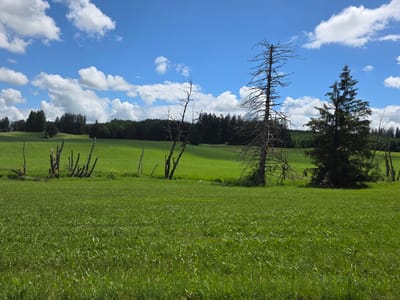 This image captures a serene natural landscape in Kraftisried, Germany, under a bright blue sky filled with scattered white cumulus clouds.
The foreground is dominated by a vast, undulating field of vibrant green grass, appearing lush and healthy. This dense grass covers the lower half of the frame, showing various shades of green and intricate textures.
In the midground, the green field continues, sloping gently. Several trees punctuate this area. On the right side, a tall, healthy evergreen conifer stands beside a prominent, stark, and bare deciduous tree, likely dead, with its intricate network of leafless branches reaching towards the sky. Further left, another similar bare tree with a more irregular shape adds to the natural composition. To the far left, a cluster of shorter, broken or cut tree stumps and branches are embedded within the grassy field.
The background features a dense, dark green forest line, stretching horizontally across the scene and forming a clear horizon. This extensive woodland suggests a deep forested area beyond the open fields.
The scene is bathed in bright daylight, indicating midday or early afternoon. The weather is clear and sunny with pleasant cloud cover. No specific activity or event is taking place, and no visible text is present in the image. The overall impression is one of peaceful rural nature.