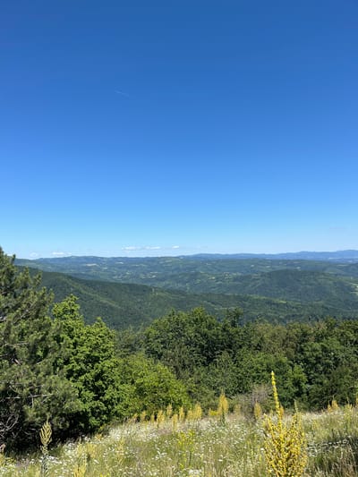 This is a landscape photograph taken from a high vantage point in the Petrovac-na-Mlavi Municipality, Serbia. The scene is dominated by rolling green hills covered in dense forests, stretching into the distance under a clear blue sky. In the foreground, there is a grassy meadow dotted with wildflowers, including small white daisies and tall yellow mullein plants. Several trees, including pine and deciduous varieties, are visible at the edge of the meadow, leading into the forested hills. A thin contrail from an airplane is faintly visible in the upper portion of the sky. There are no people or animals present in the image. The overall impression is one of natural beauty and tranquility.