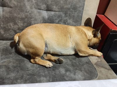 A tan French bulldog sleeps on a sofa in an indoor setting. The dog is lying on its side, facing to the right, with its head resting on its paws. The sofa is upholstered in a textured, dark gray fabric. In the background, to the right of the dog, there are sections of a red and beige structure, possibly part of furniture or a wall. The lighting appears to be artificial and subdued, casting shadows on the dog's body and the sofa. This scene is not specific to Velyka Berezna, Ukraine, as there are no discernible landmarks or contextual clues to indicate a particular location within the city.