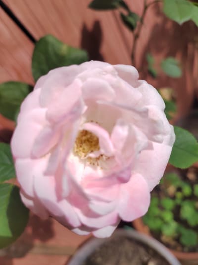 The image shows a close-up view of a light pink rose in full bloom. The rose is the primary subject, with its soft, layered petals taking center stage. The center of the rose reveals a glimpse of its yellow stamen. The background is softly blurred, hinting at a garden setting. Visible elements include green rose leaves, the rough texture of a wooden surface, and parts of terracotta pots with small green plants growing within. The lighting suggests it is daytime, likely a sunny day given the shadows cast by the rose and leaves. The overall impression is one of natural beauty and tranquility. The image appears to be taken outdoors, possibly on a patio or in a garden, with the wooden planks suggesting a deck or fence. No text is visible in the image.