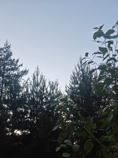 A low-angle shot captures the silhouettes of several evergreen trees against a pale blue, cloudless sky. The trees are densely packed, with some appearing taller and more mature than others. In the foreground, on the right side of the frame, is a cluster of bright green leaves and branches, also silhouetted. The scene is set in Medvezhyegorsk, Russia, likely during daylight hours, given the sky's illumination. No people or discernible actions are present.