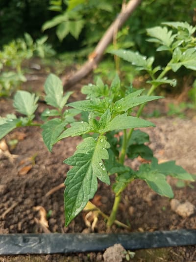 A close-up shot focuses on a young tomato plant growing in soil. The plant has several green, serrated leaves, some of which are dotted with small water droplets. The soil appears dark and moist, with some scattered debris. In the background, other green foliage is visible, out of focus, suggesting an outdoor garden setting. A thin, brown branch or twig is also visible diagonally in the upper portion of the frame. A dark, flat object, possibly a hose or edge of a planter, runs horizontally across the bottom of the image. The scene is captured in natural lighting, likely during the day.