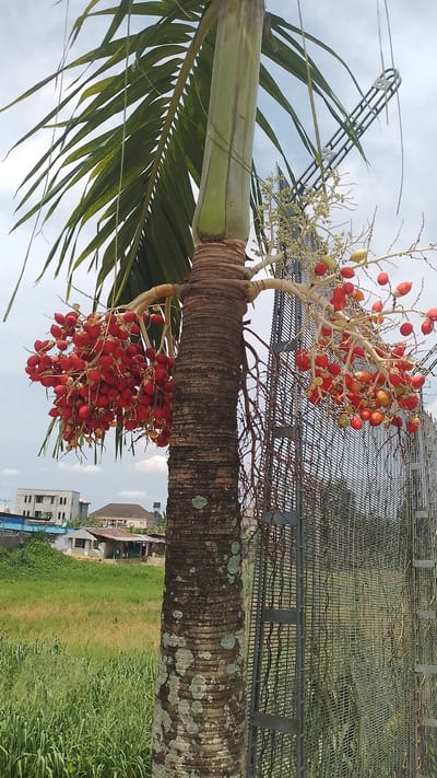 The image shows a palm tree, possibly an Adonidia merrillii (Christmas Palm), laden with clusters of bright red fruits. The tree trunk is thick and marked with horizontal rings and some lichen growth. Palm fronds extend from the top of the tree. The background includes a wire mesh fence, tall grass, and some residential buildings. The location appears to be in a suburban or rural area within the city of Asubi, Nigeria. No people are visible in the immediate scene.