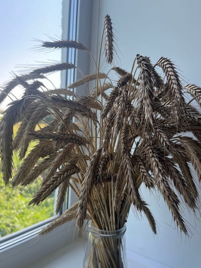 A close-up, vertical, eye-level shot features a bouquet of dried wheat stalks in a clear glass vase. The stalks, varying in length and color from light tan to dark brown, are arranged densely and spill out of the vase. Some stalks droop significantly, while others stand upright. The vase rests on a white windowsill. Beyond the window, a blurry green landscape is visible, suggesting an outdoor scene. The background inside the room is a plain white wall. The lighting suggests natural light, possibly from the window. No people or animals are present in the image. The location is specified as Большой Гондыр, Russia.