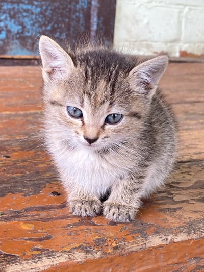 A tabby kitten with blue eyes sits on a weathered wooden surface. The kitten is facing the camera, with its front paws tucked under its body. The wooden surface appears to be part of a bench or table, with peeling orange paint and visible wood grain. In the background, a blue, distressed wall is visible on the left, and a white brick wall is on the right. The overall setting suggests an outdoor or semi-outdoor environment, potentially in a rural or older urban area. The location is not specified in the image.