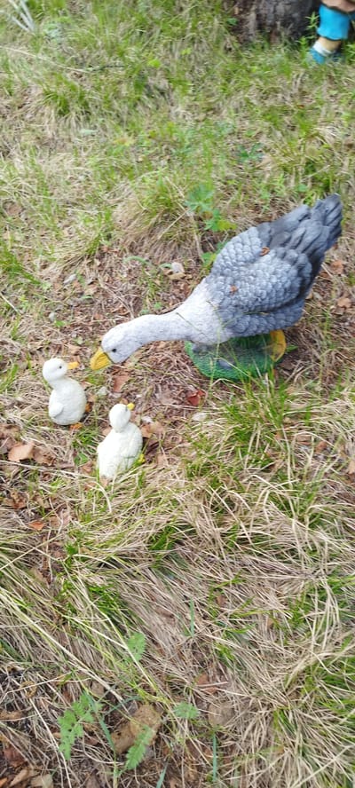 The image depicts a scene in Magan, Russia, featuring three ceramic duck figurines placed on the ground amidst grass and dry leaves. A larger, grey and white goose figurine with a yellow beak is positioned centrally, appearing to lean down towards two smaller, white duckling figurines. The goose is situated on a green base, possibly representing a patch of grass or pond. The ducklings are positioned to the left of the goose. The surrounding environment is a natural outdoor setting with sparse vegetation, including dry grass, fallen leaves, and some green foliage. In the upper right corner of the image, a small portion of a blue and white clad leg, possibly belonging to a garden gnome or other decoration, is visible. The lighting suggests it is daytime.