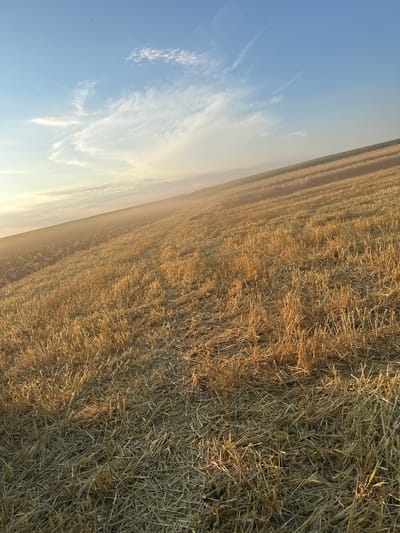 The image depicts a harvested wheat field on a hillside at dusk, bathed in the warm, golden light of the setting sun. The ground is covered in stubble, with distinct rows indicating where the wheat was cut. In the distance, a faint haze hangs in the air, possibly dust kicked up by a harvesting machine, adding a soft glow to the scene. The sky above is a gradient of pale blue and soft yellow, with wispy white clouds stretching across it. The overall impression is one of rural tranquility and the end of a harvest season. The location is the vicinity of Slivo Pole, Bulgaria, characterized by its agricultural landscape.