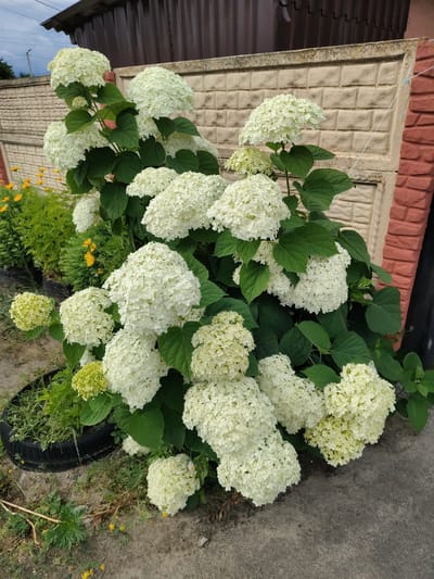 A large white hydrangea bush with numerous large, round flower clusters is in full bloom, positioned in front of a textured, cream-colored concrete fence and a reddish-brown brick pillar. The hydrangea is dense with green leaves. To the left of the hydrangea, several potted plants with yellow flowers are visible. The ground is a mix of dirt and concrete. The scene appears to be outdoors, likely in a yard or garden area. The location is identified as Okhtyrka, Ukraine.