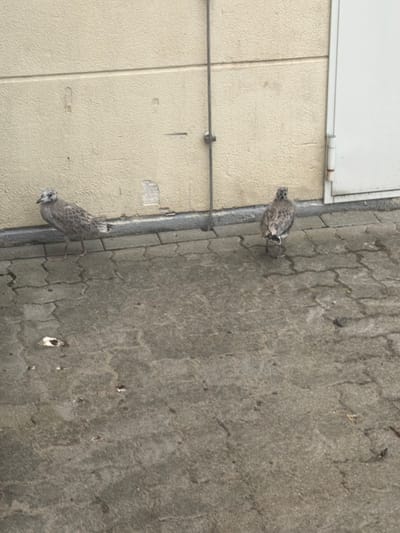 Two young seagulls are standing on a paved surface in front of a light-colored, textured wall. The ground is made of interlocking rectangular pavers. The seagull on the left is facing left and appears to be looking forward, while the seagull on the right is facing away from the camera, towards a white doorframe. The wall has horizontal lines and some marks on it. A vertical cable runs down the wall. The scene is outdoors, and the lighting suggests it is daytime. This image was taken in the city of Drochtersen, Germany.