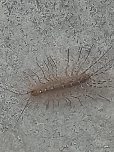 A house centipede is shown on a textured gray surface, possibly a wall or ground. The centipede is light brown with multiple pairs of legs and long antennae. The background is out of focus and appears to be a rough, speckled surface. The location in the city of Arashan, Kyrgyzstan is not discernible from the image.