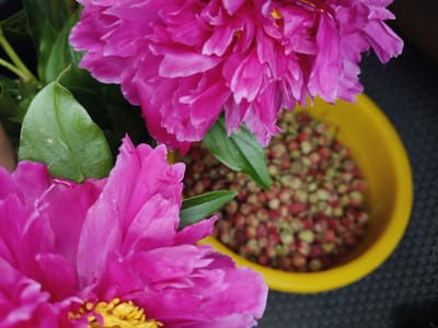 An overhead shot captures a close-up view of vibrant pink peonies. One peony is prominently in the foreground, its petals unfurled, revealing a bright yellow center. Behind it, a second peony, also in focus, is partially visible. To the right, a bright yellow bowl is filled with small, round objects, appearing to be a collection of red and green berries or seeds. The background consists of a dark, textured surface. The image is a still life with a focus on natural elements.