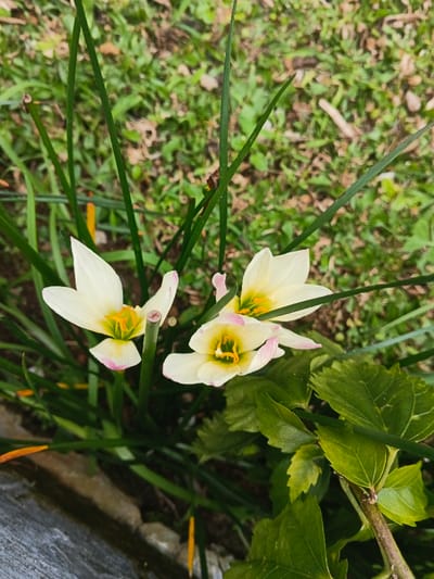 The scene depicts a cluster of three blooming white rain lily (Zephyranthes candida) flowers, each displaying a prominent yellow-green center with visible stamens. The petals of these flowers exhibit faint pink tips. They are surrounded by numerous slender, dark green, blade-like leaves and stems, characteristic of the Zephyranthes plant. To the lower left, a rough, light gray concrete edge is visible. In the lower right, several broader, dark green leaves from another plant are present, attached to a brown stem. The background consists of out-of-focus green grass and brown earth. The photograph was taken in Pô Kô, Vietnam. No individuals are present.
