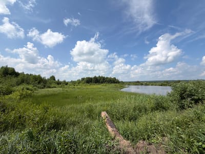 The image shows a wide, scenic view of a natural landscape. In the foreground, a fallen, weathered log lies across dense green grass and vegetation, partially obscuring the view. The middle ground is dominated by a lush, green marshy area with tall reeds and other aquatic plants, extending towards a calm body of water. A dark line of trees forms a dense backdrop on the far side of the water, with a hazy, forested horizon in the distance. The sky above is a vibrant blue, dotted with scattered white, fluffy cumulus clouds. The overall scene suggests a tranquil, undeveloped natural environment. The location is identified as Gushchino, Russia.