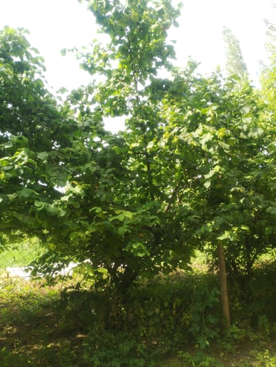 The image depicts a lush green scene dominated by the foliage of several trees, likely hazelnut trees given the location context of Ashaga-Stal-Kazmalyar, Russia. The trees are full of vibrant green leaves, with some dappled sunlight filtering through, suggesting a bright, possibly sunny day. The time of day appears to be daytime, given the illumination.
In the foreground, a wire mesh fence runs across the lower part of the image, partially obscured by low-lying green vegetation and some taller grasses. A weathered wooden post stands near the right edge of the frame, also supporting the fence. Beyond the fence, more green foliage and the trunks of trees are visible, creating a layered effect. The background is largely a bright, blown-out sky, indicating the sun is high and possibly behind the trees from the viewer's perspective.
There are no people visible in the image, and no specific activity is taking place. The scene is a natural outdoor setting, likely a garden, yard, or rural area. The overall impression is one of a warm, summery day with abundant plant life. The natural elements are the sole focus, with the fence and post being man-made objects integrated into the natural environment. No text is visible in the image.