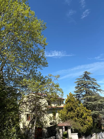 This image depicts a vibrant, sunlit outdoor scene, likely captured on a clear day in Camerino, Italy. The dominant feature is a bright blue sky, adorned with several wispy white clouds and a distinct, thin airplane contrail stretching across the upper portion of the frame.

Lush green foliage from various trees fills the foreground and frames the sides of the image. On the left, a large deciduous tree with bright, light green leaves, possibly indicative of spring or early summer growth, reaches upwards. On the right side, a tall coniferous tree with darker green needles stands prominently, alongside other trees exhibiting a mix of green and yellowish-green foliage.

Partially visible through the dense vegetation on the right is a light-colored building, appearing to be a house or residence. Hints of red or orange roof tiles and dark-framed windows are discernable. Below the building, elements resembling stone walls and decorative metal railings suggest architectural features common to the region.

The bright illumination and clear sky indicate it is daytime, likely morning or early afternoon. There is no visible text or any human activity other than the distant airplane. The overall impression is one of natural beauty and tranquility within a verdant, possibly Mediterranean, environment.