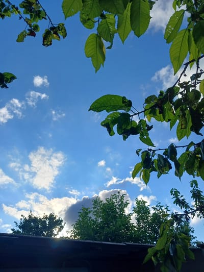 The image depicts a view of the sky through the branches of trees, taken from what appears to be a residential area in Guba, Azerbaijan. The sky is a vibrant blue, dotted with white cumulus clouds and some darker, possibly storm clouds in the distance. The foreground is dominated by the lush green leaves and branches of trees, some of which are in sharp focus while others are softer. Sunlight is filtering through the foliage, creating dappled light and lens flare in some areas. Below the trees, a dark, textured surface, likely the roof of a building, runs across the bottom of the frame. The overall impression is one of a natural scene juxtaposed with man-made structures, possibly captured on a summer day. There are no people or animals visible in the image, and no actions or interactions are taking place.