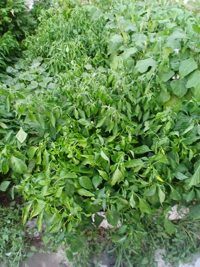 The image shows a dense garden bed filled with lush green plants, likely vegetables. The plants are varied, with some having broad, large leaves that appear to be eggplants, and others with smaller, pointier leaves that are likely chili peppers, some of which have small white flowers. The plants are growing closely together, creating a thick canopy of foliage. The ground is partially visible and appears to be soil, with some scattered white stones or debris. The lighting suggests it is daytime, with natural light illuminating the scene. The overall impression is one of a healthy, thriving garden. The image is likely taken in Gulistan, Uzbekistan, given the context provided.